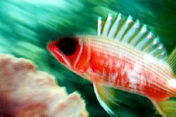Slow Shutter Blurred Squirrelfish taken in the Turks & Ca... by Karl Dietz 